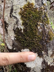 Frullania catalinae