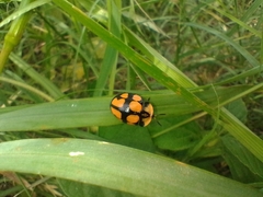 Botanochara octoplagiata