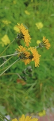 Crepis vesicaria