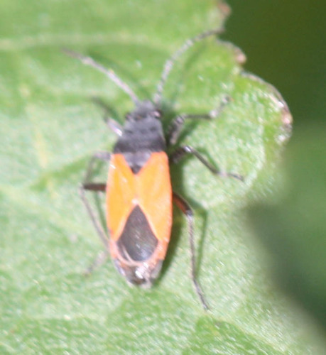 Melanopleurus brevis