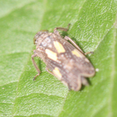Omanolidia bistyla
