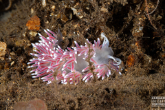 Carronella pellucida