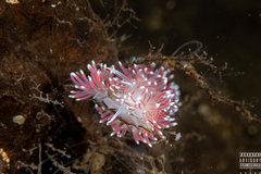 Carronella pellucida