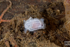 Goniodoris nodosa