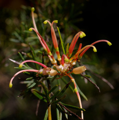 Grevillea × semperflorens