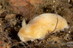 Jorunna tomentosa