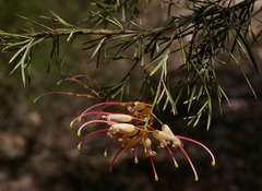 Grevillea × semperflorens