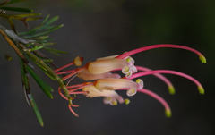 Grevillea × semperflorens