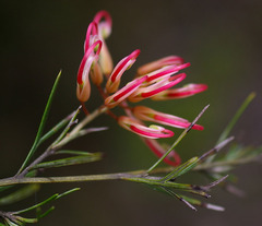 Grevillea × semperflorens