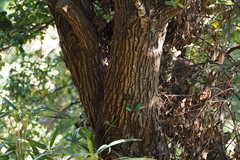Quercus phillyreoides
