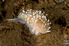 Facelina bostoniensis