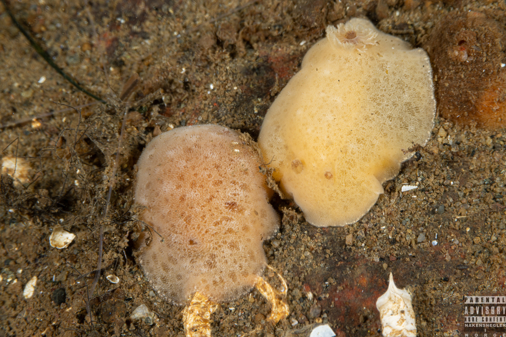 grey sea slug