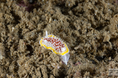 Diaphorodoris luteocincta