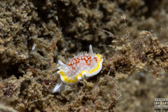 Diaphorodoris luteocincta