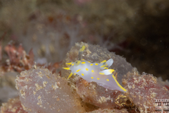 Polycera quadrilineata