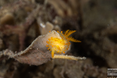 Crimora papillata
