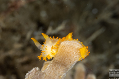 Crimora papillata
