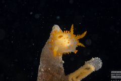 Crimora papillata