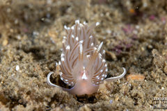 Facelina bostoniensis