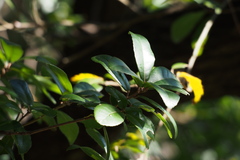Quercus phillyreoides