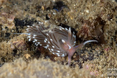 Facelina bostoniensis