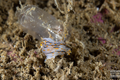 Polycera quadrilineata