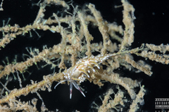 Rubramoena rubescens