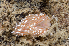 Facelina bostoniensis