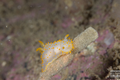 Crimora papillata