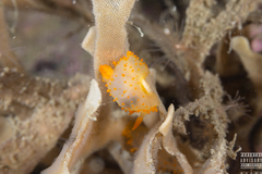 Crimora papillata