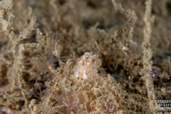 Goniodoris castanea