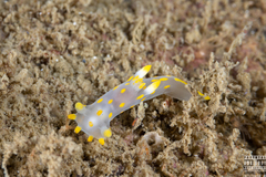 Polycera