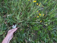 Potentilla pulcherrima