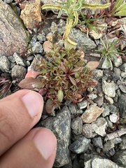 Chorizanthe aphanantha