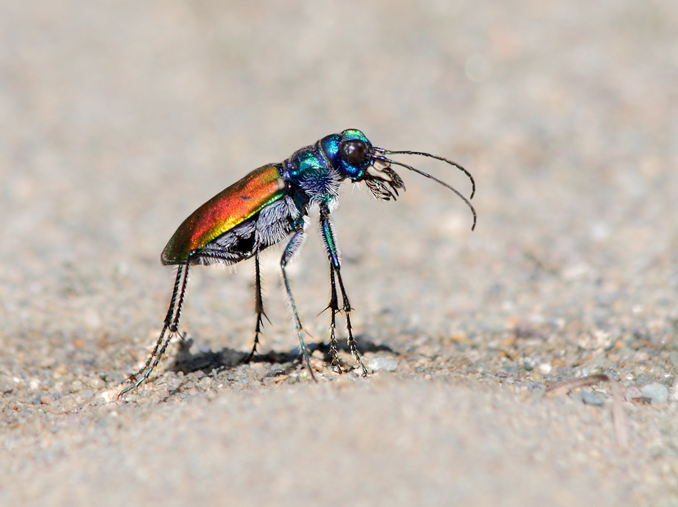 Cicindela coerulea