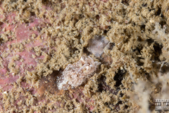 Goniodoris castanea