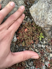 Chorizanthe aphanantha