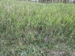 Potentilla pulcherrima