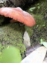 Lactarius rubidus