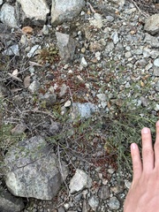 Chorizanthe aphanantha