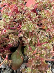 Chorizanthe aphanantha