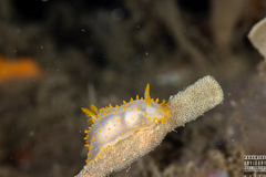 Crimora papillata