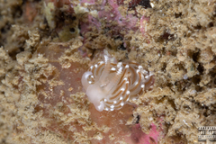Facelina bostoniensis
