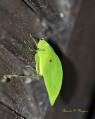 Phylloptera