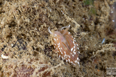 Facelina bostoniensis