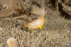 Crimora papillata
