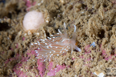 Facelina bostoniensis