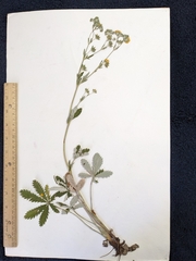 Potentilla pulcherrima