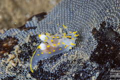 Polycera quadrilineata