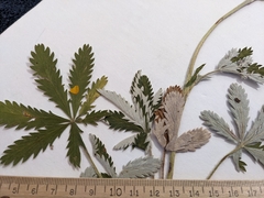 Potentilla pulcherrima